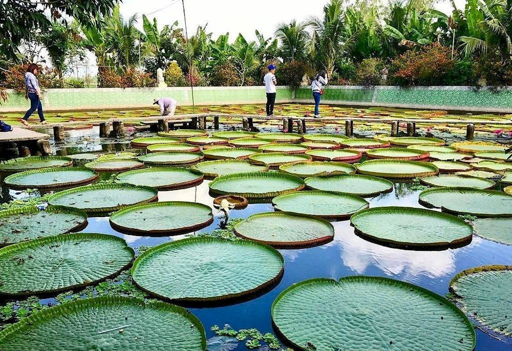 Ao sen lớn với những lá sen khổng lồ trong chùa Phước Kiển 